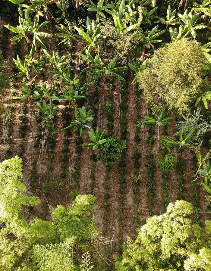 Catatumbo Coffee Growers’ Cooperative / Catatumbo Regional