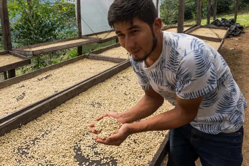 Germán Carranza Barboza - Gesha Natural Lot 2