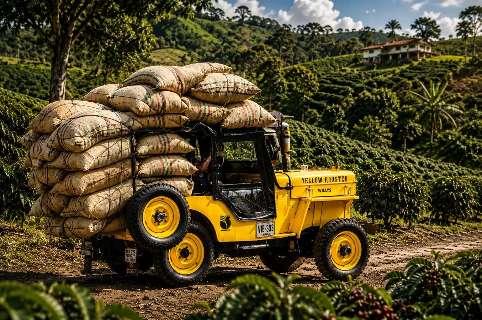 The Yellow Rooster Willys jeep loaded with coffee sacks on a farm road in Colombia