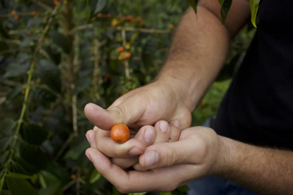 coffee cherry